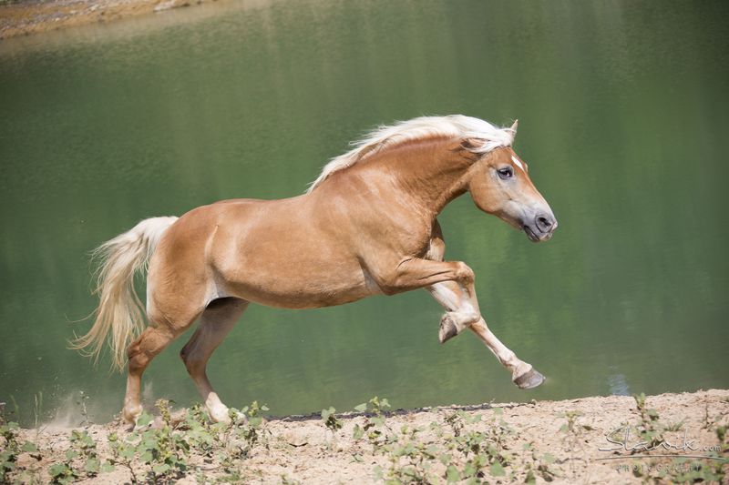 Haflinger