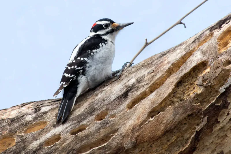 Hairy Woodpecker