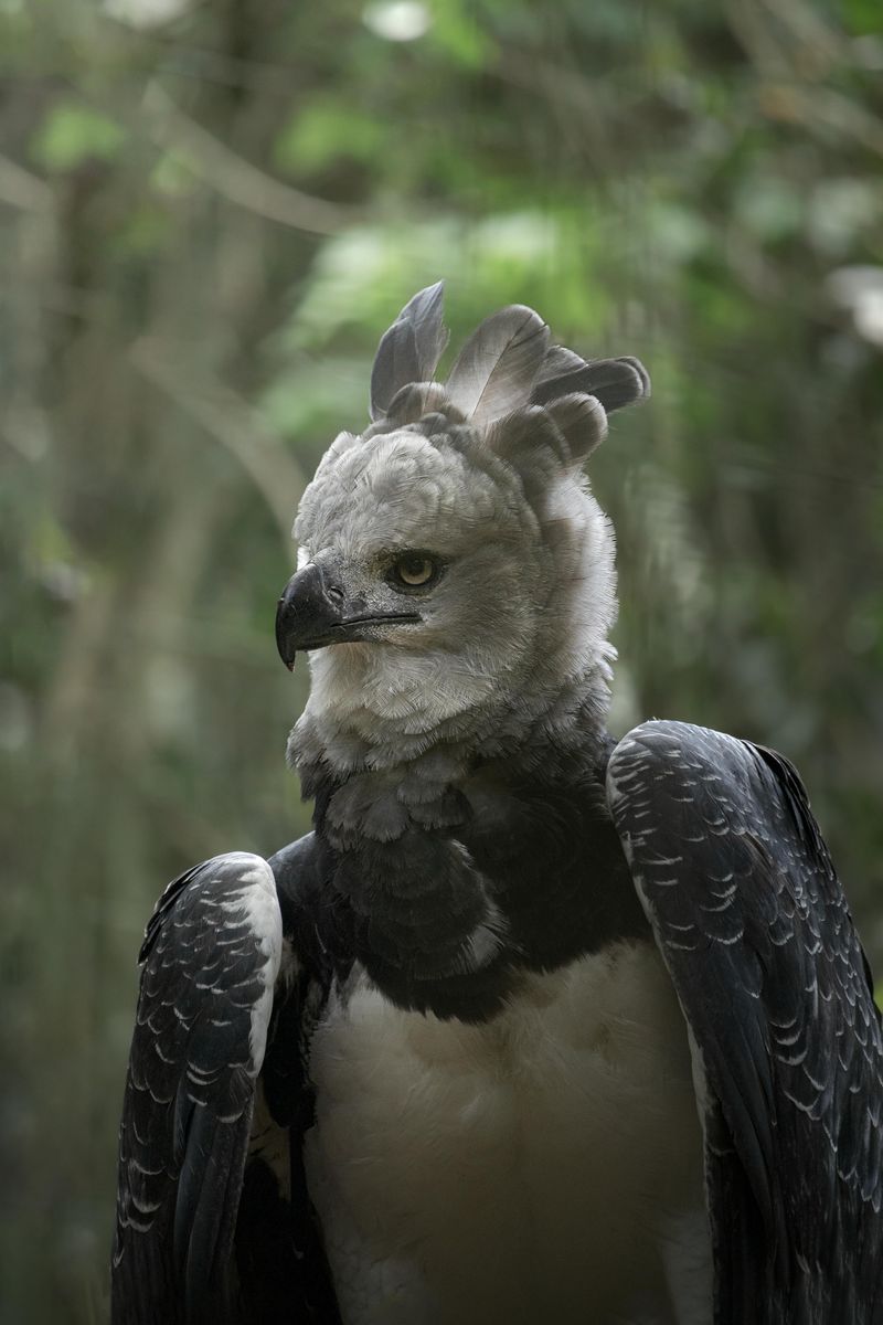 Harpy Eagle