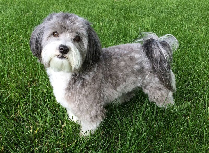 Havanese