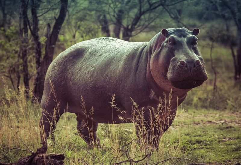 Hippopotamus