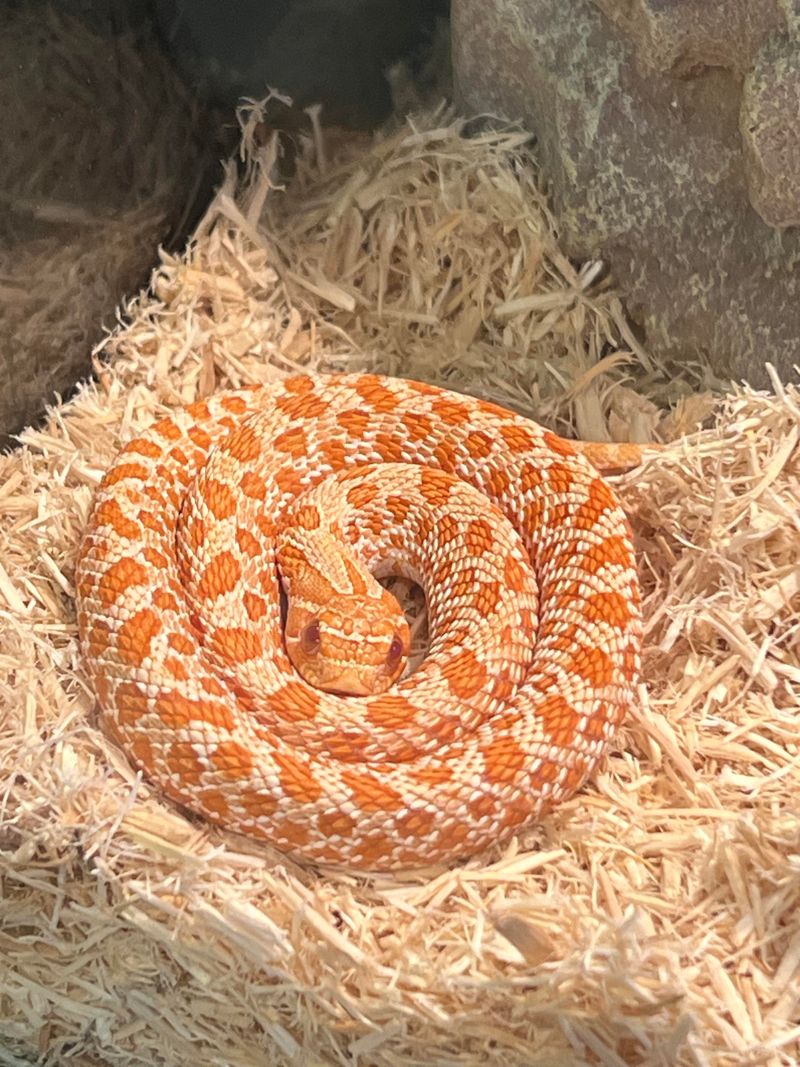 Hognose Snake