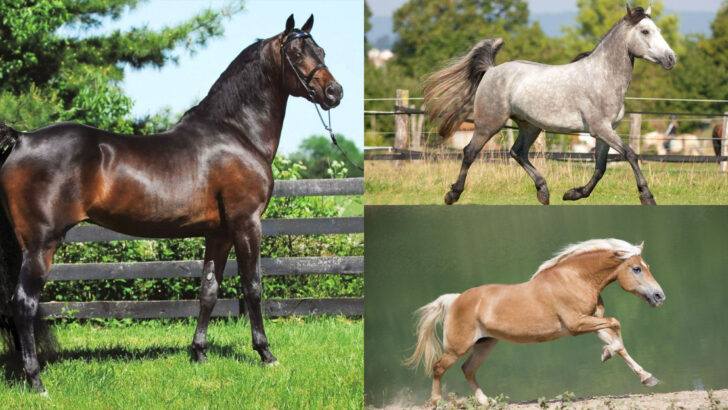 Horse Breeds Known for Their Calm and Therapeutic Nature