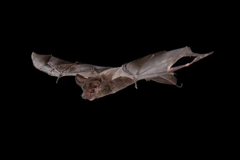 How do bats navigate in the dark?