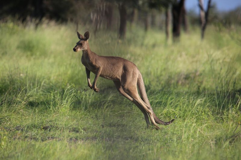 How do kangaroos jump so high?