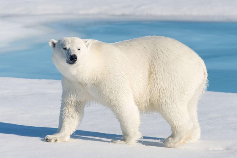 How do polar bears stay warm in Arctic conditions?