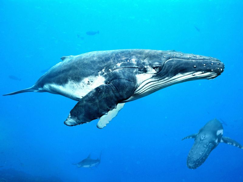 Humpback Whale