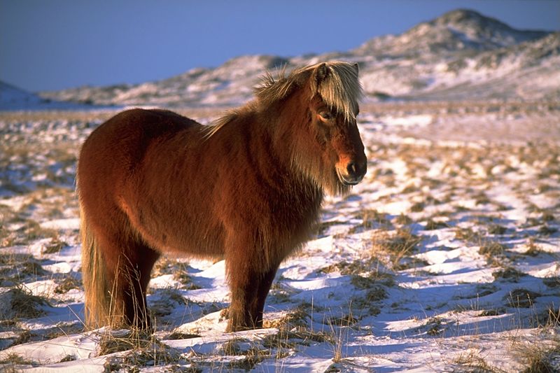 Icelandic Horse