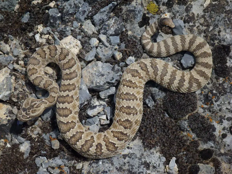 Idaho - Western Rattlesnake