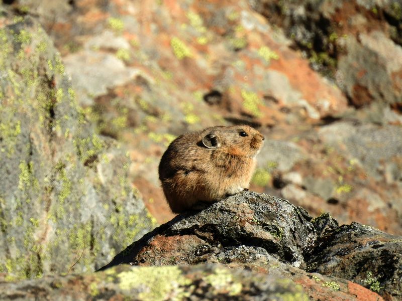 Ili Pika