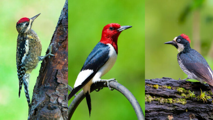 Incredible Woodpeckers Every Birder Should Recognize