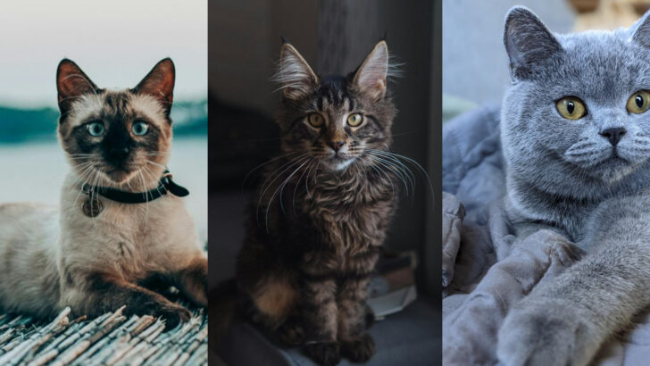 Independent Cats That Fit Seamlessly Into Any Lifestyle