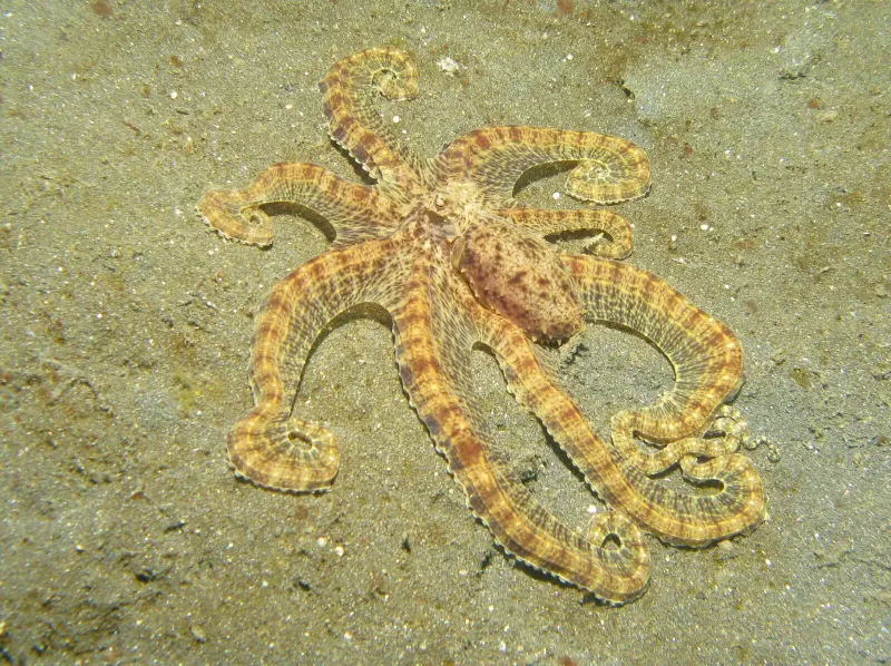 Indonesian Mimic Octopus