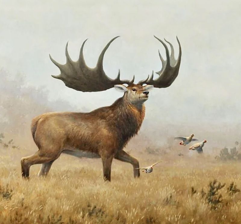 Irish Elk