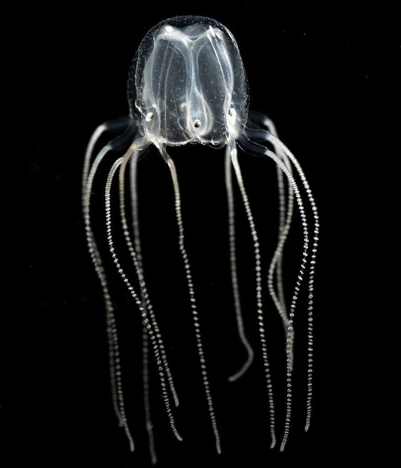 Irukandji Jellyfish