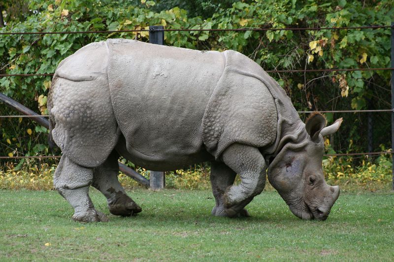 Javan Rhino