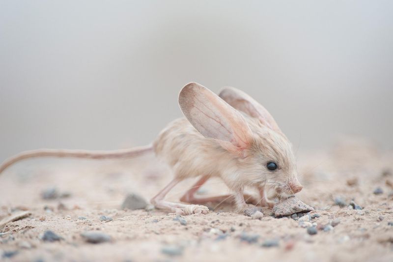 Jerboa