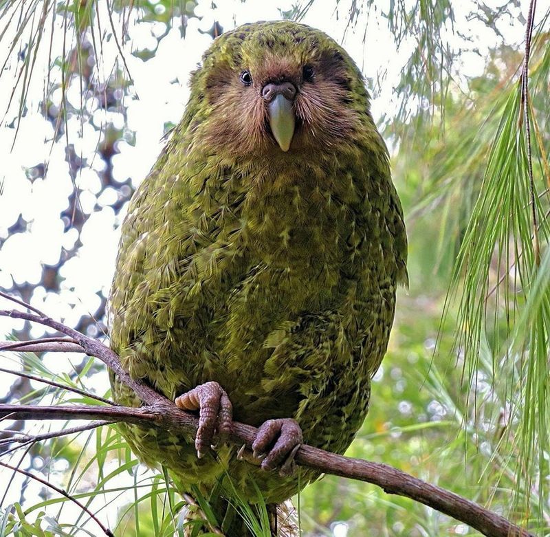 Kakapo