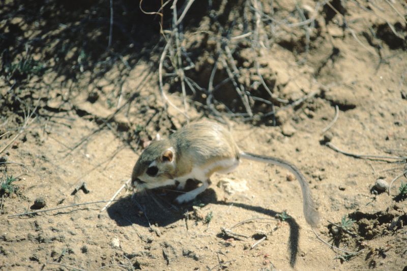 Kangaroo Rat