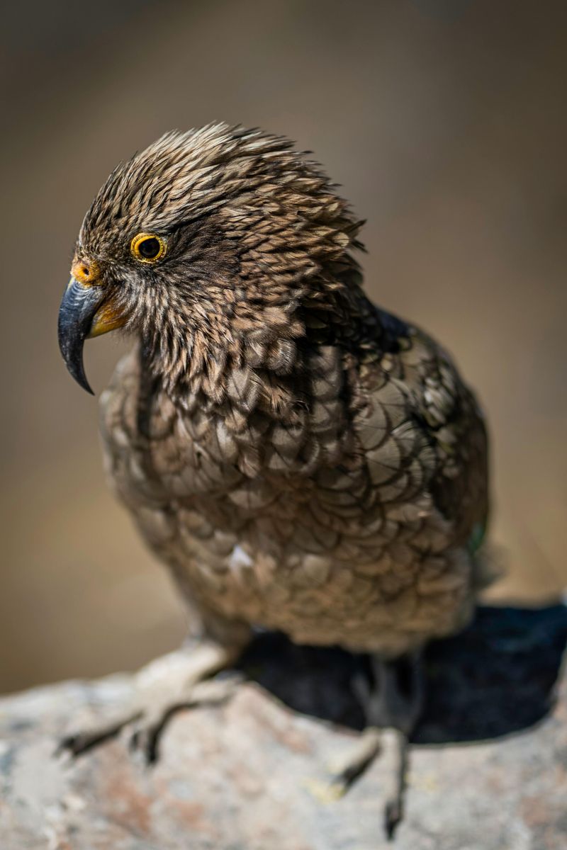 Kea