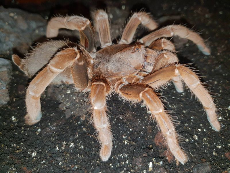 King Baboon Spider