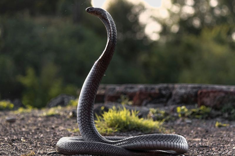 King Cobra