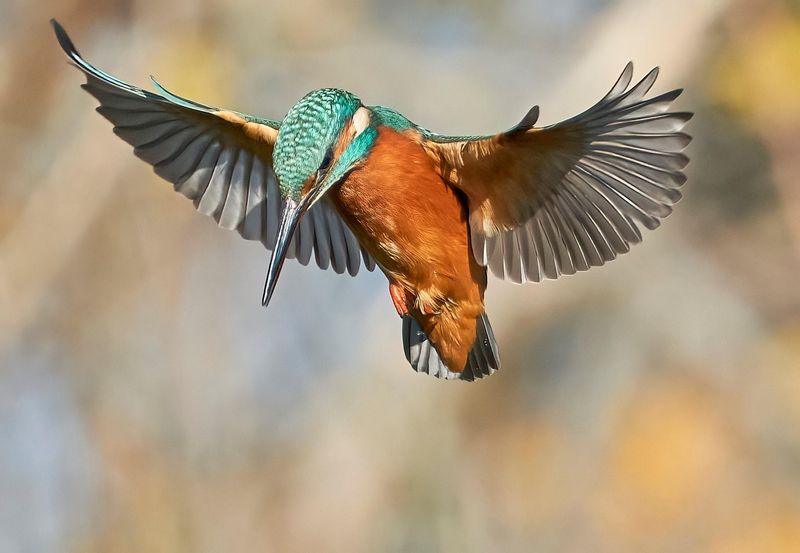 Kingfisher