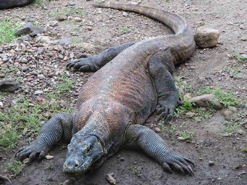 Komodo Dragon