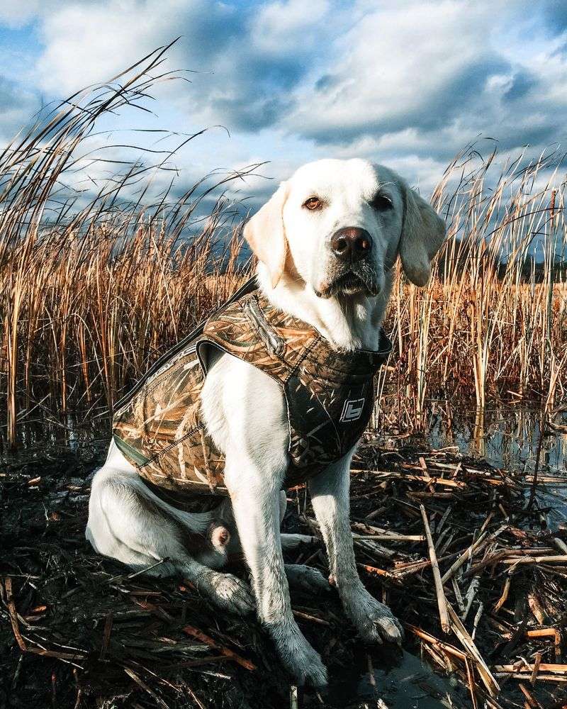 Labrador Retriever