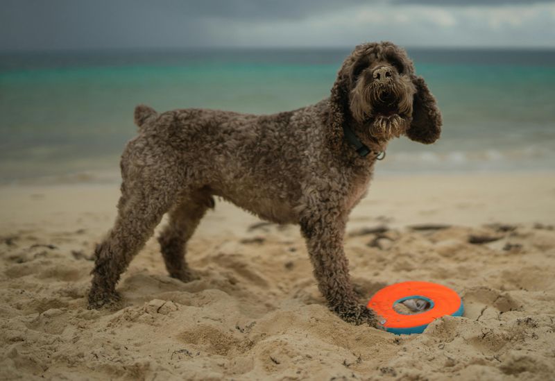 Lagotto Romagnolo