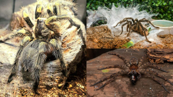 Largest Spiders in the World Still Creeping Among Us