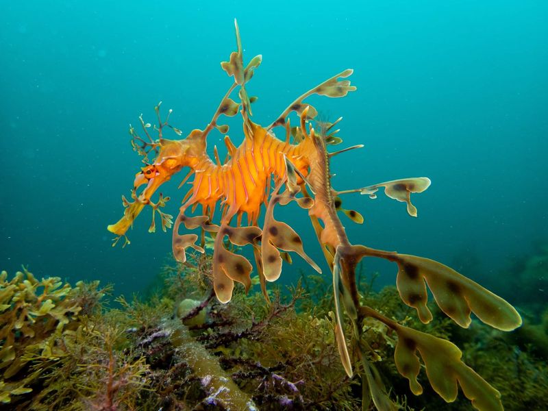 Leafy Sea Dragon