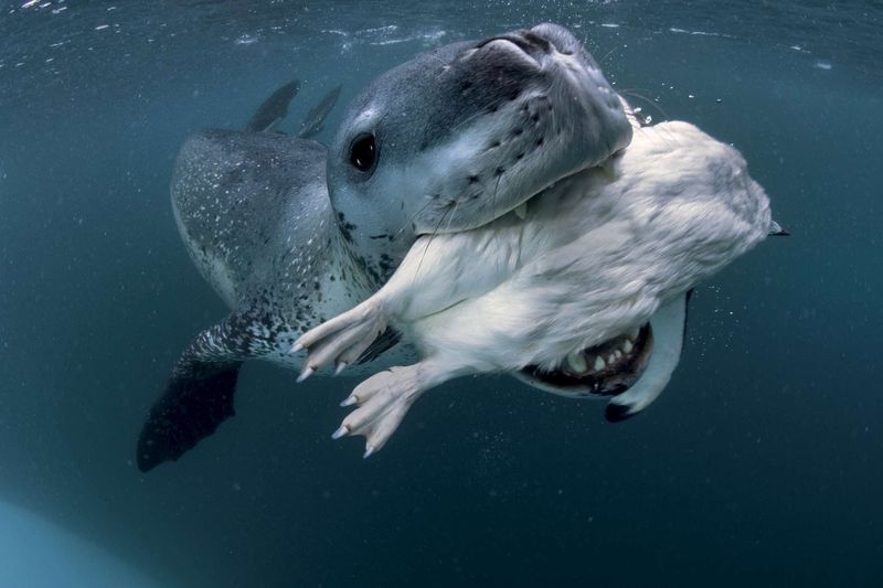 Leopard Seal