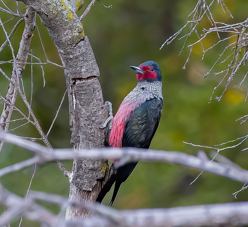 Lewis's Woodpecker