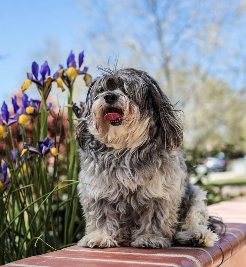 Lhasa Apso