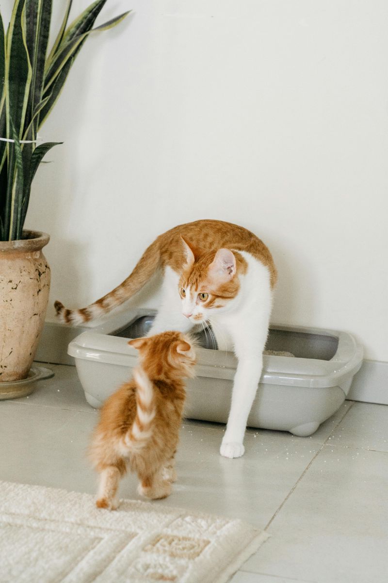 Litter Box Duty