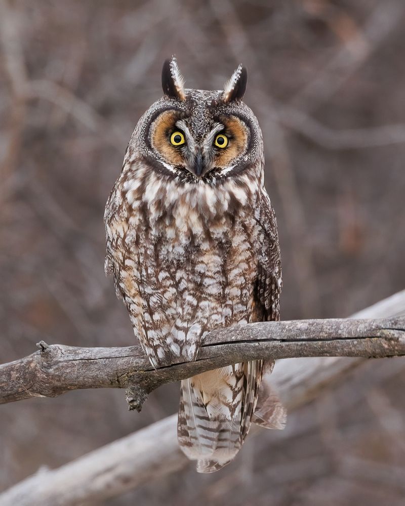 Long-eared Owl