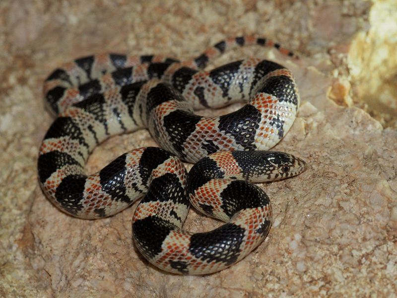 Long-nosed Snake