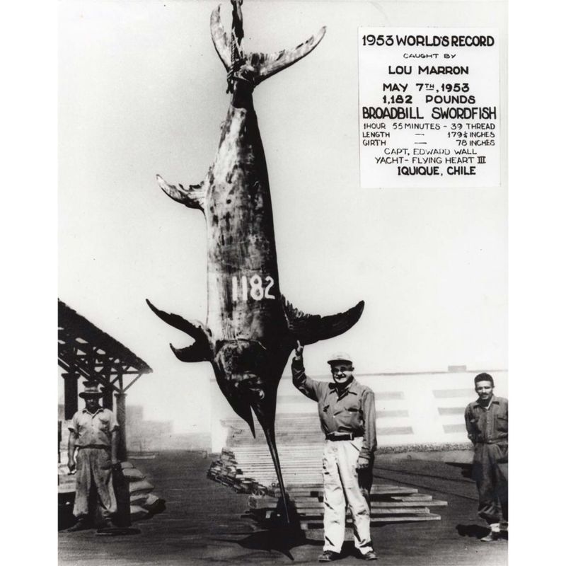 Lou Marron's Giant Black Marlin