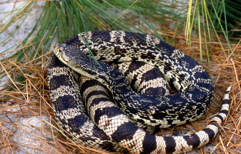 Louisiana Pine Snake