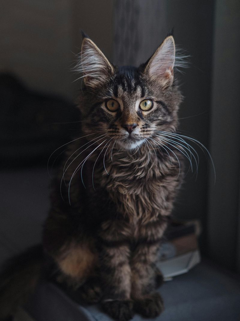 Maine Coon