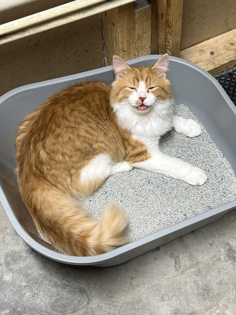 Maintain a Clean Litter Box