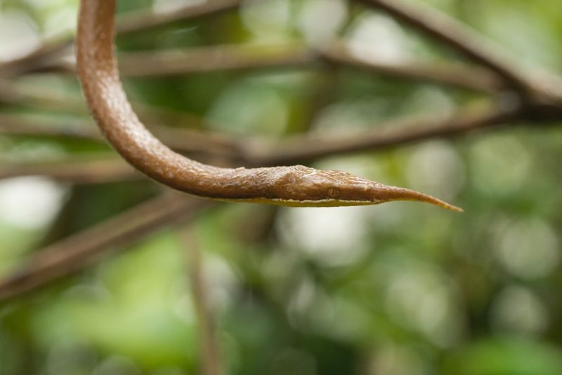 Malagasy Leaf-nosed Snake