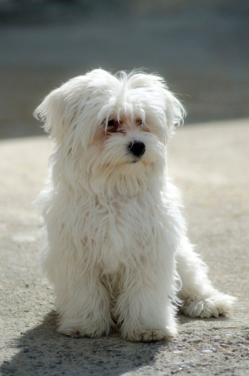 Maltese