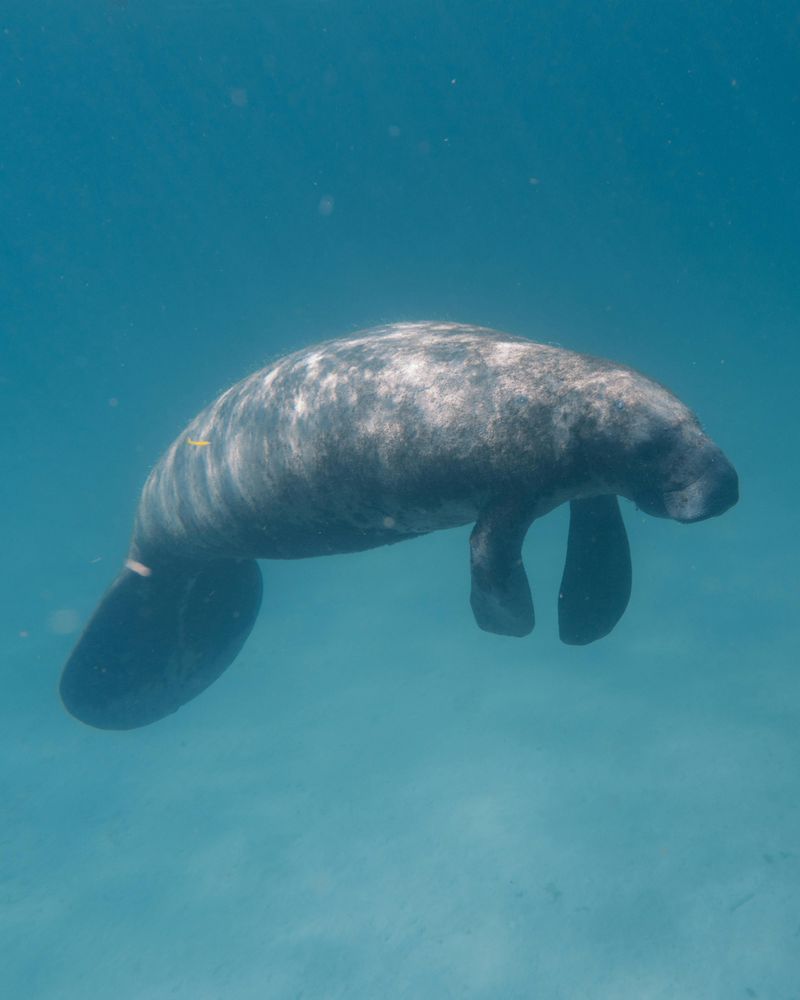 Manatee