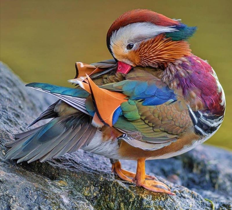 Mandarin Duck