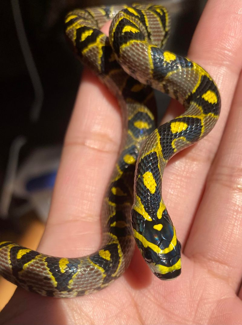 Mandarin Rat Snake