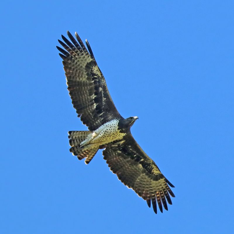 Martial Eagle (Polemaetus bellicosus)