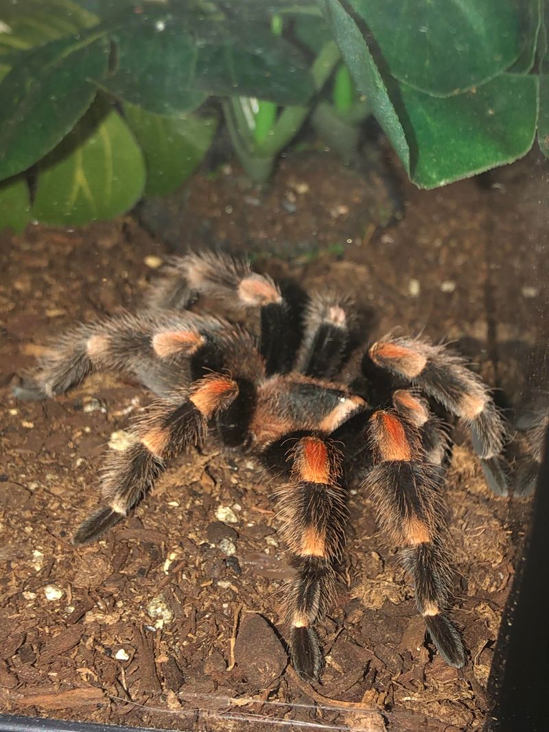 Mexican Redknee Tarantula