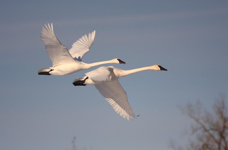 Migratory Marvels of the Bird World